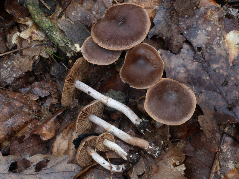 Cortinarius arcifolius